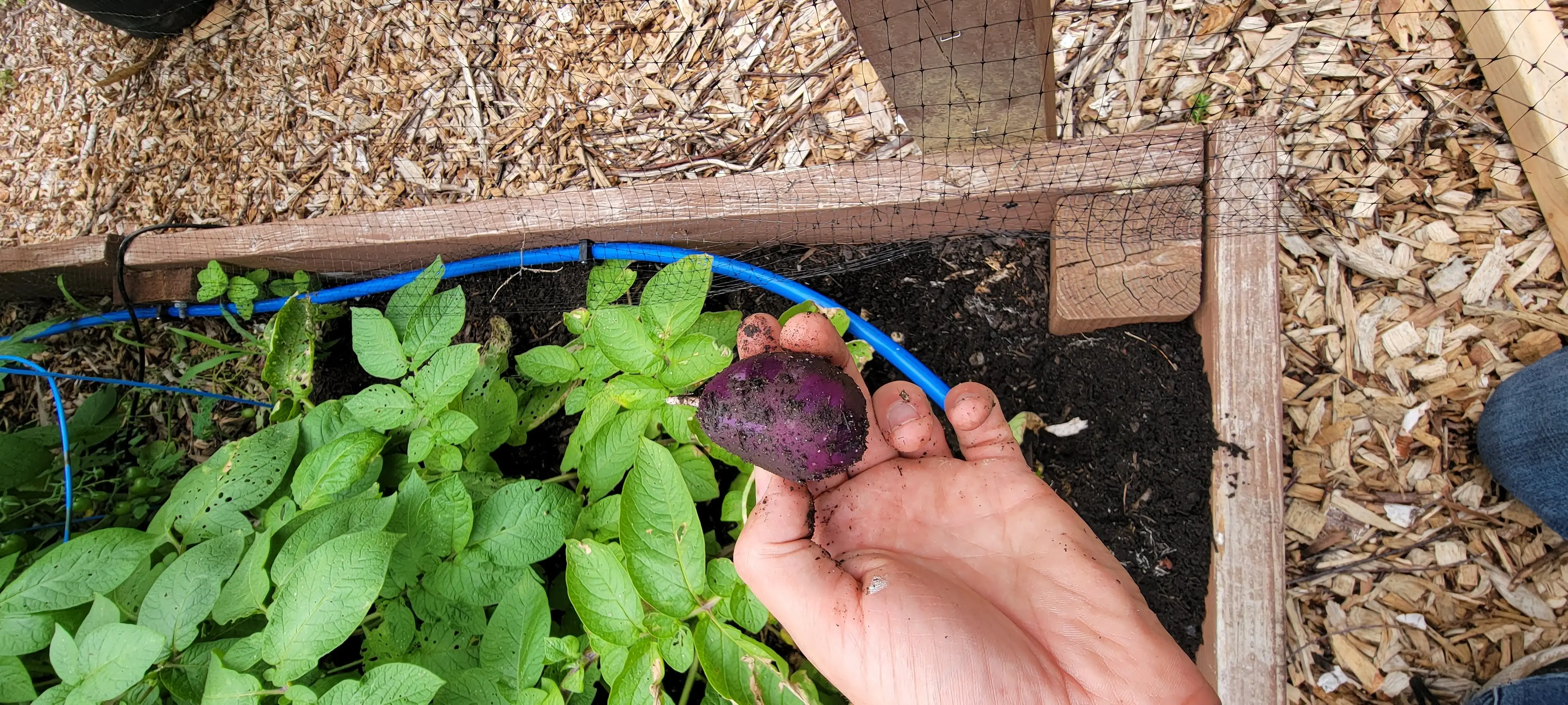 Image Produce and Cooking/20220628_170429.webp